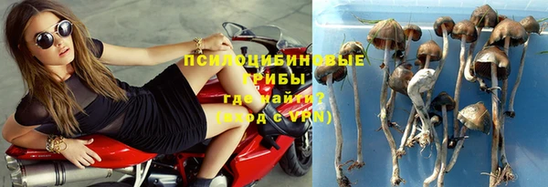 шишки Арсеньев